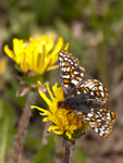 Checkerspot and Dandelions